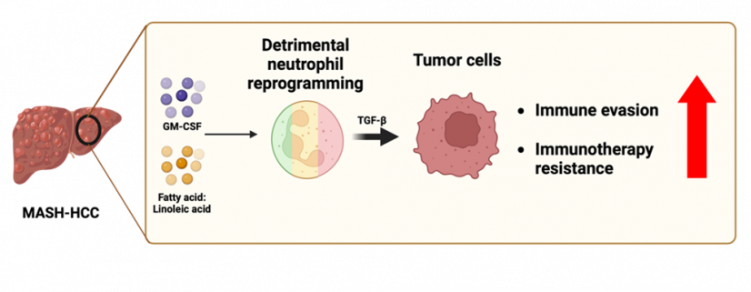 The HKUMed research team discovered that fat in the tumours can reprogramme immune cells, producing a tumour-supporting factor that helps tumour cells evade immune attack, thereby fostering resistance to immunotherapies.
 